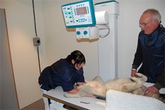 Röntgen veterinärer från Fujifilm